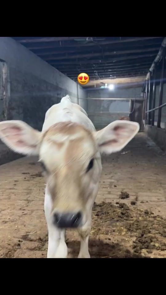TikTok video thumbnail by 001.._0