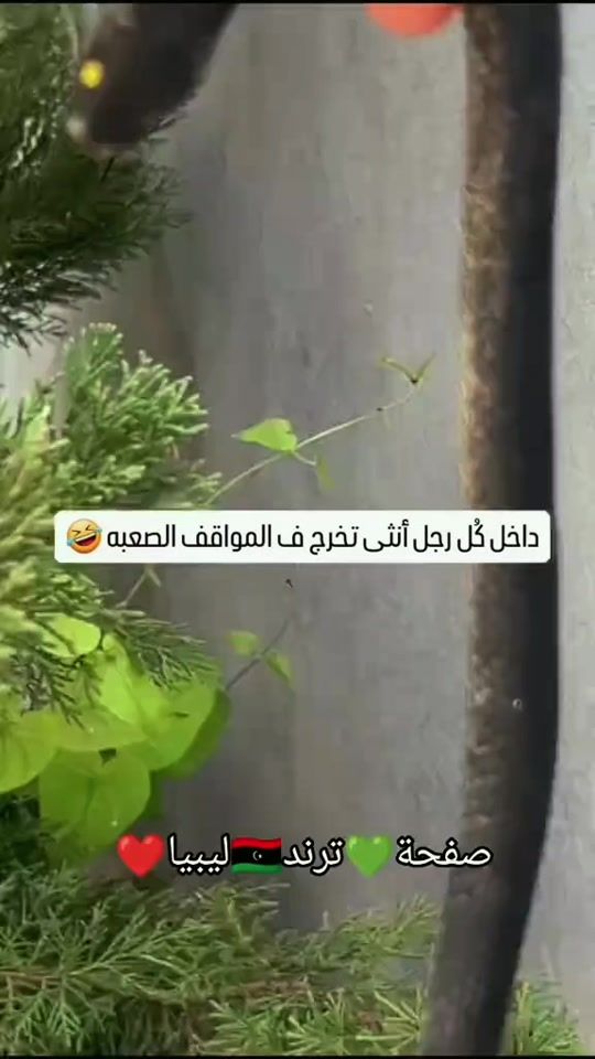 TikTok video thumbnail by libya_trend1