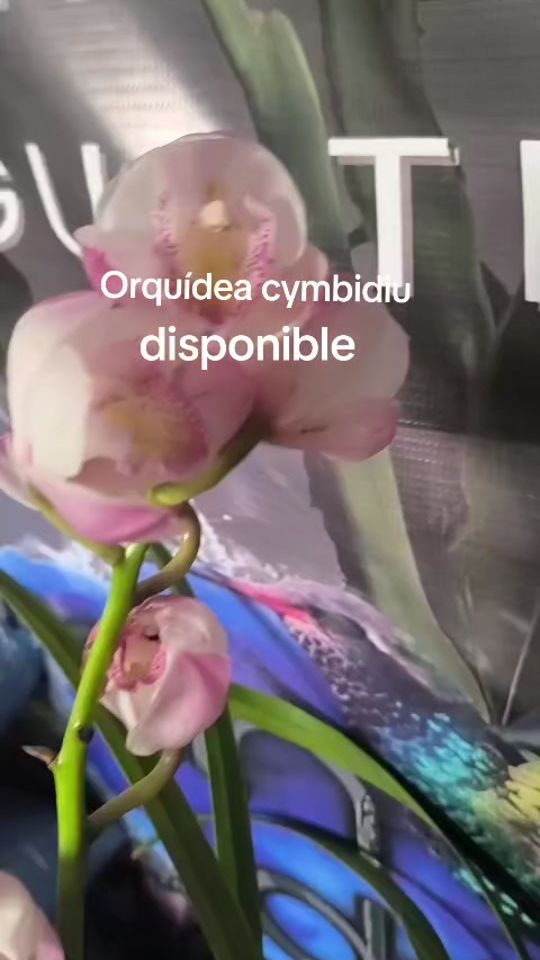 TikTok video thumbnail by jardin_del_colibri_guate