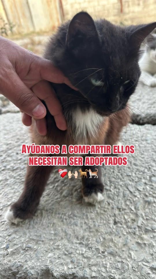 TikTok video thumbnail by fundbarriguitasllenas