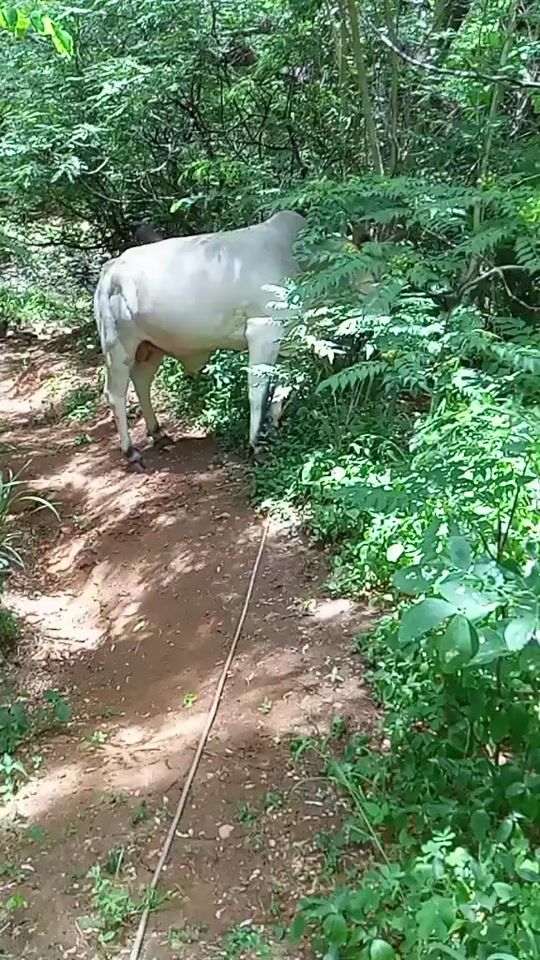 TikTok video thumbnail by silentkiller1464