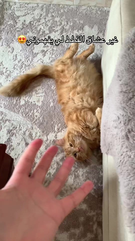 TikTok video thumbnail by fella_and_cats