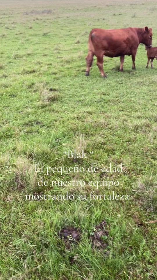 TikTok video thumbnail by border.collie.el.r