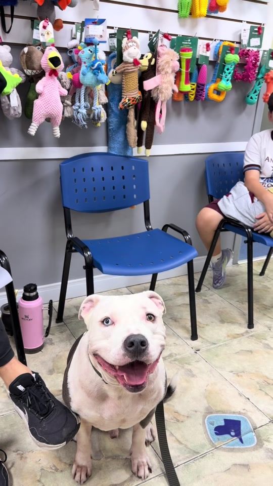 TikTok video thumbnail by thor.americanpit