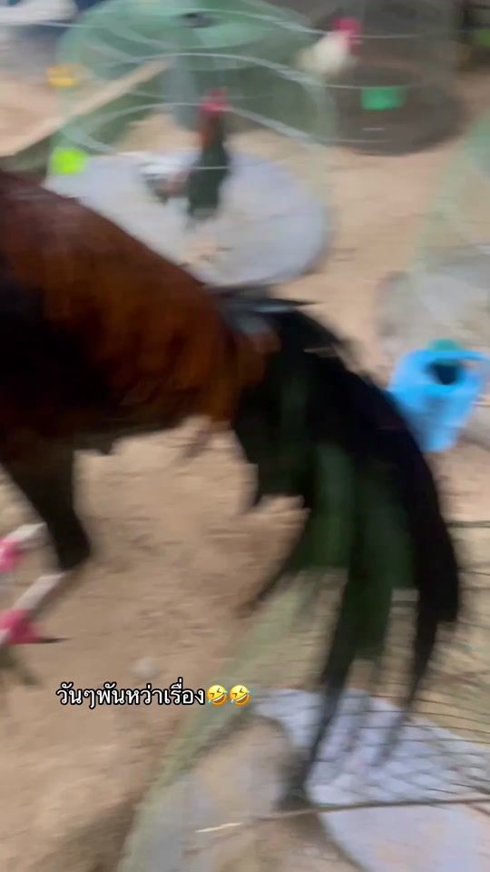 TikTok video thumbnail by thaweechai69