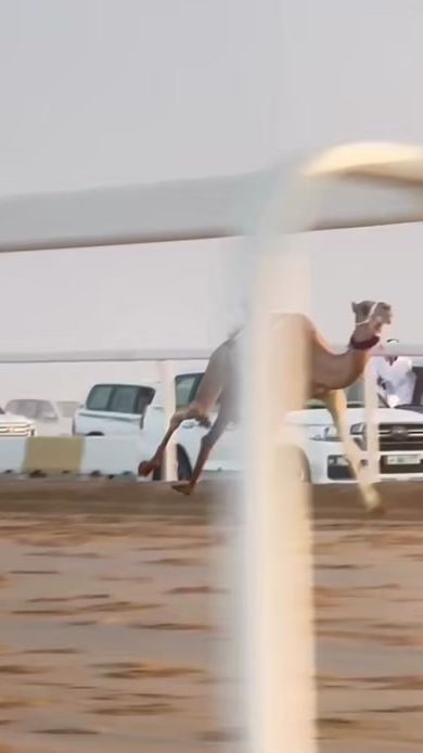 TikTok video thumbnail by aa54177