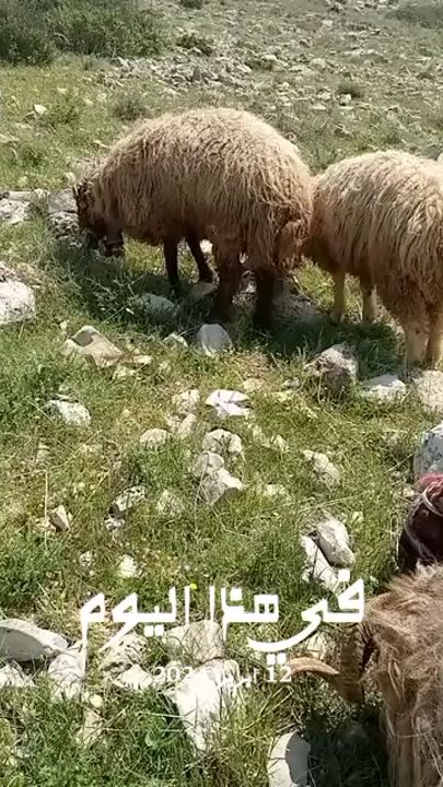 TikTok video thumbnail by kadro270