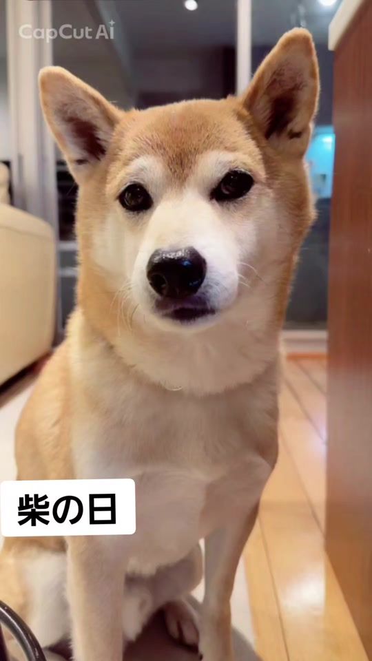 TikTok video thumbnail by tyakoaya