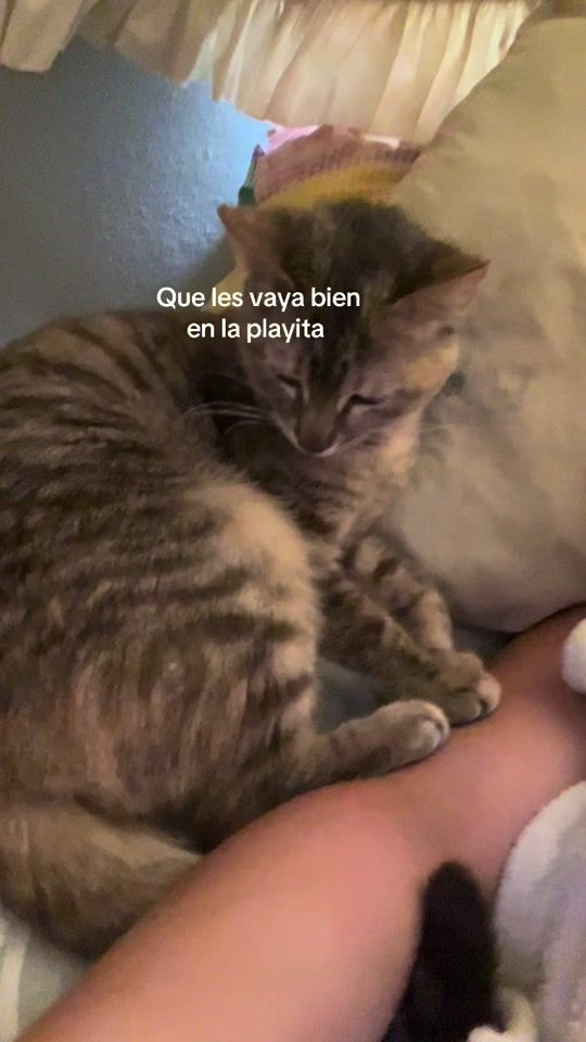 TikTok video thumbnail by vivianabueno13