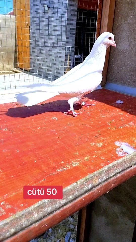 TikTok video thumbnail by ruslanabdullayev729