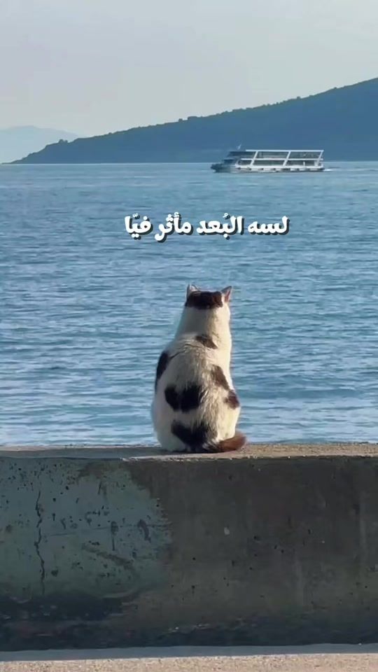 TikTok video thumbnail by alaaramadan986