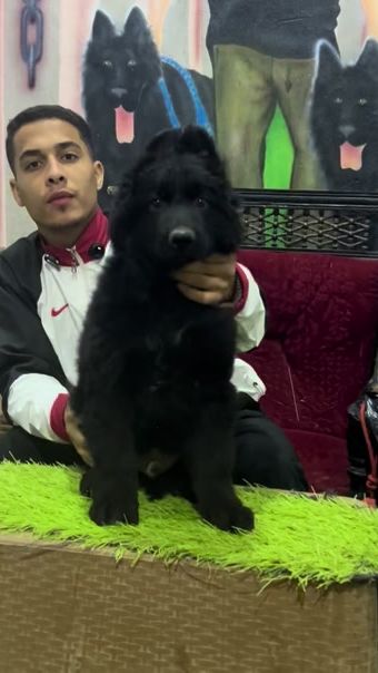 TikTok video thumbnail by mahmoud_yousry8