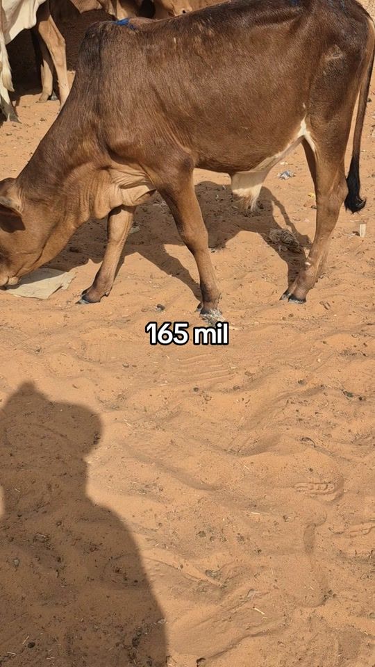 TikTok video thumbnail by diamono.kharitou