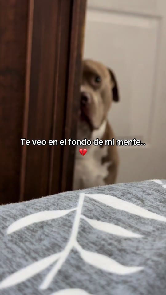 TikTok video thumbnail by atoom_21