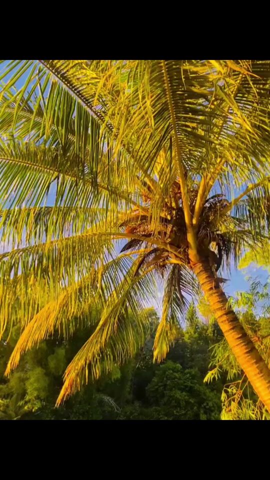 TikTok video thumbnail by user.tnlkpl