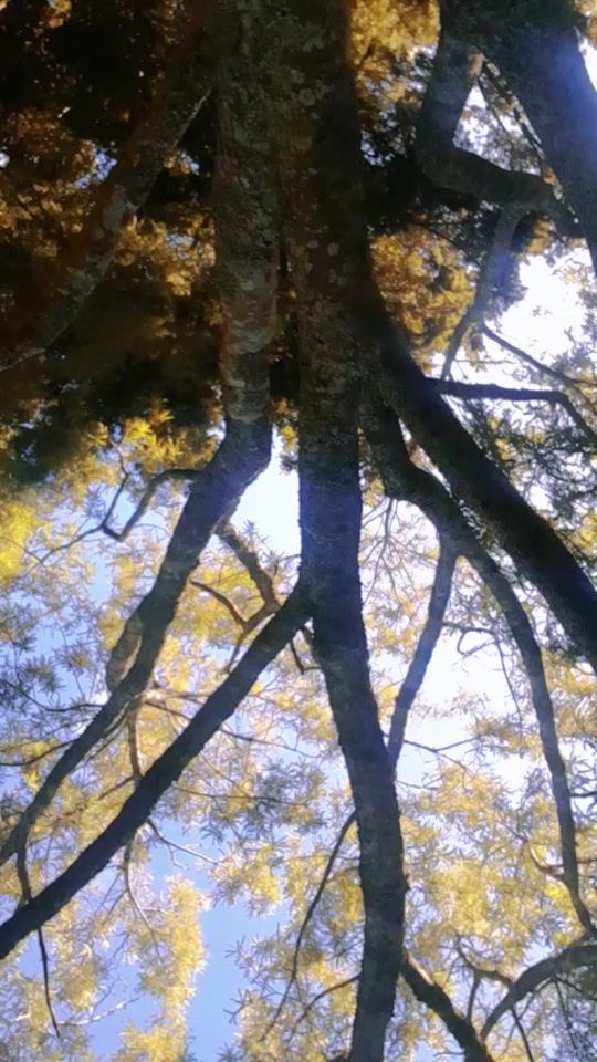 TikTok video thumbnail by sdevi6459