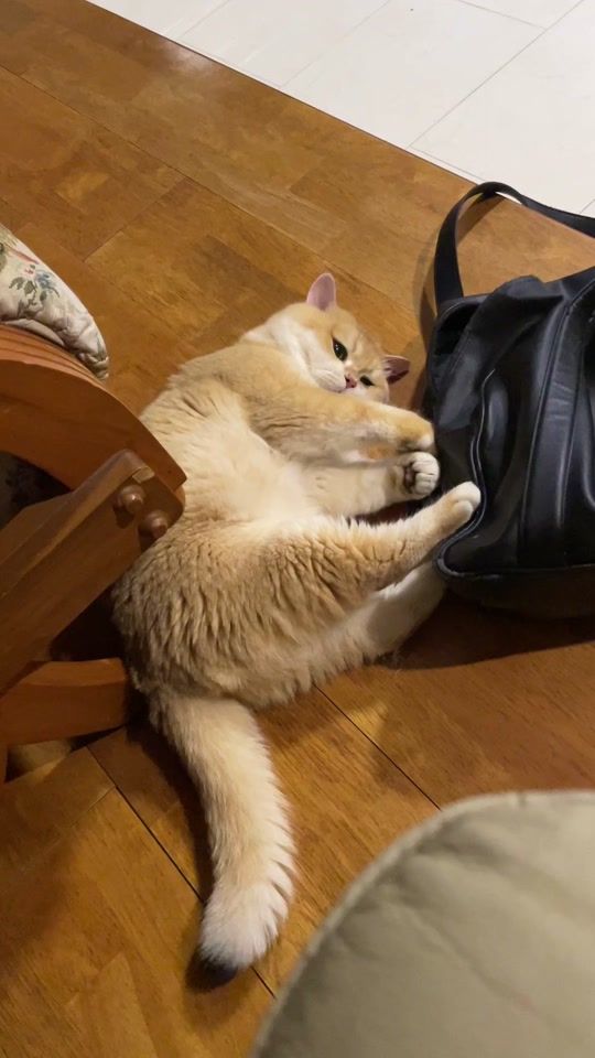 TikTok video thumbnail by kokhun.narkthongpet