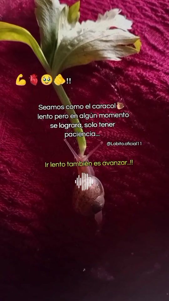 TikTok video thumbnail by lobito.oficial11