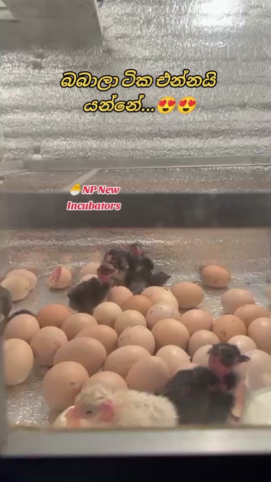 TikTok video thumbnail by npnewincubator