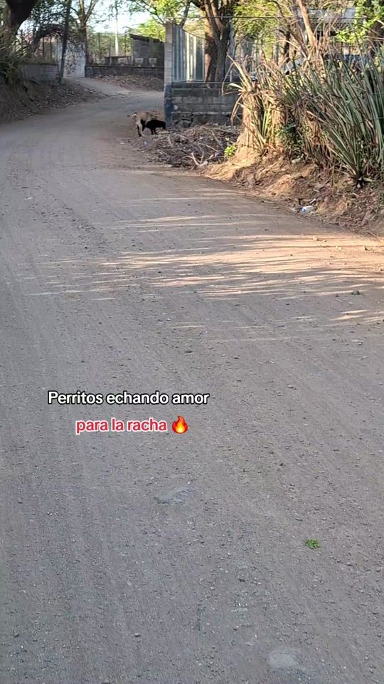 TikTok video thumbnail by jd_marcx