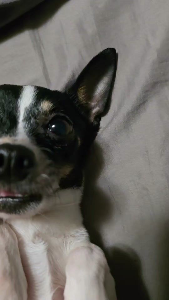 TikTok video thumbnail by flowerandbros