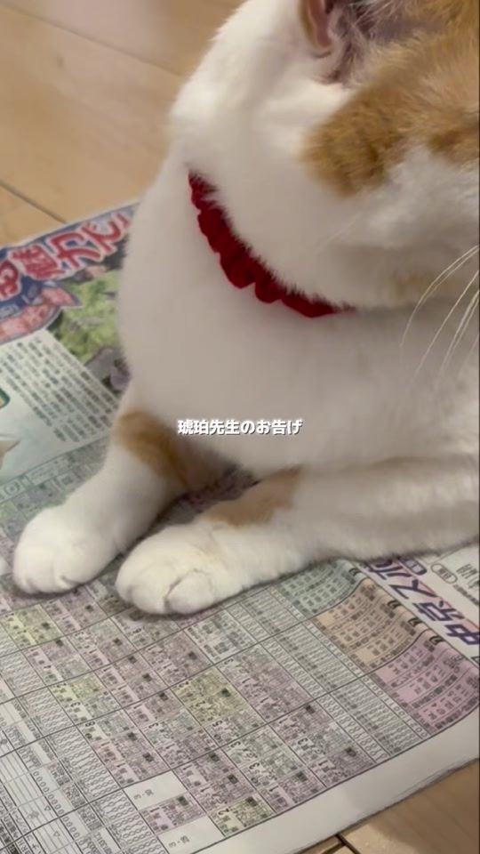 TikTok video thumbnail by giz_kohak