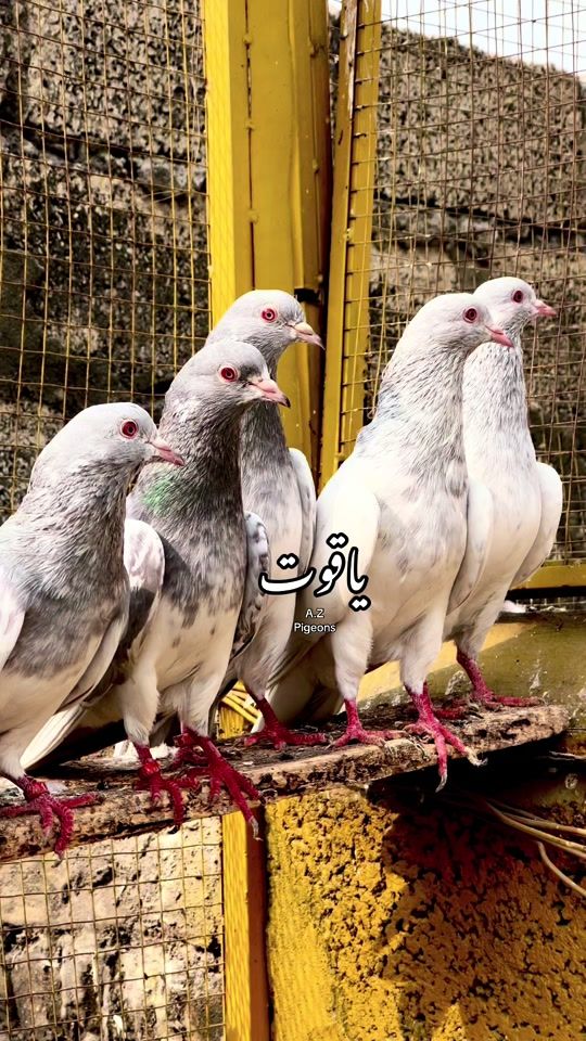 TikTok video thumbnail by azpigeons