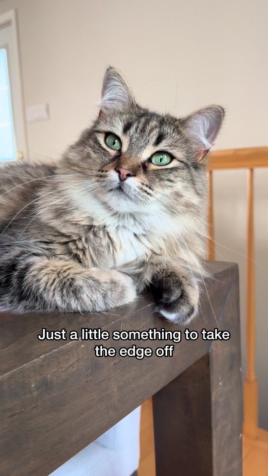 TikTok video thumbnail by tonythetabbycat