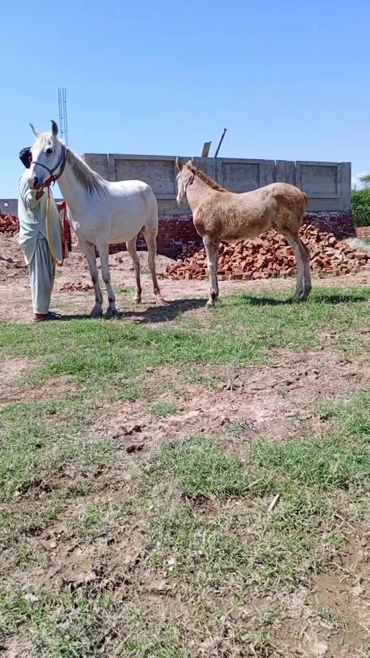 TikTok video thumbnail by gr_farming