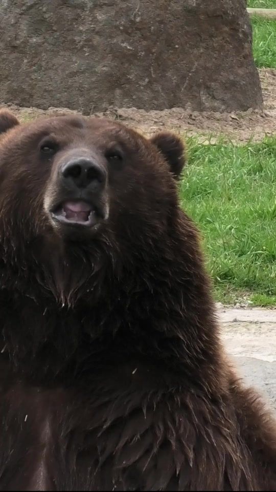 TikTok video thumbnail by whiterockbearsanctuary