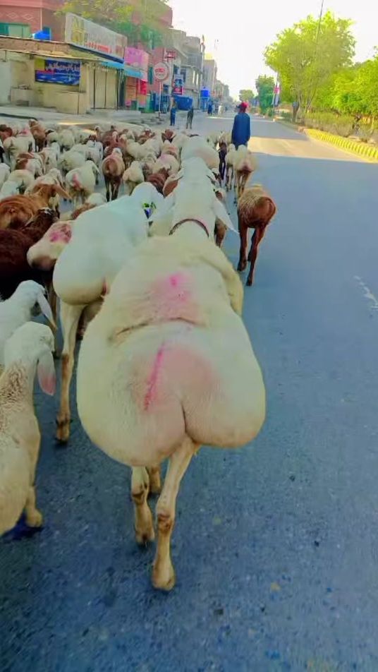 TikTok video thumbnail by toorkhantaruukhel