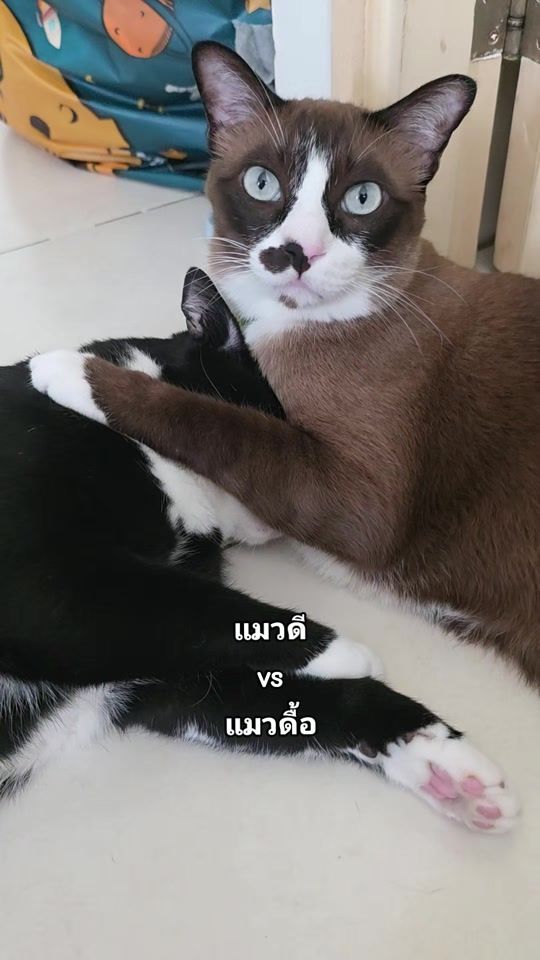 TikTok video thumbnail by tripletroublecats