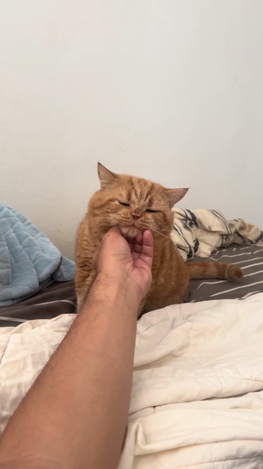 TikTok video thumbnail by pipifatcat