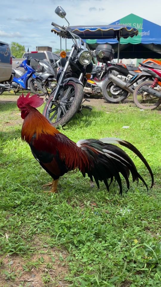 TikTok video thumbnail by bird_thanaphat42