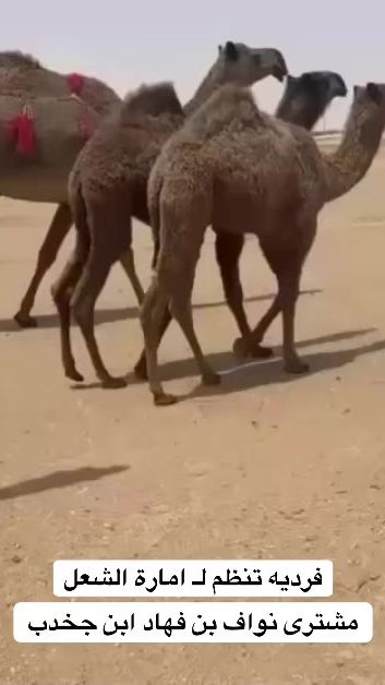 TikTok video thumbnail by nq97w_