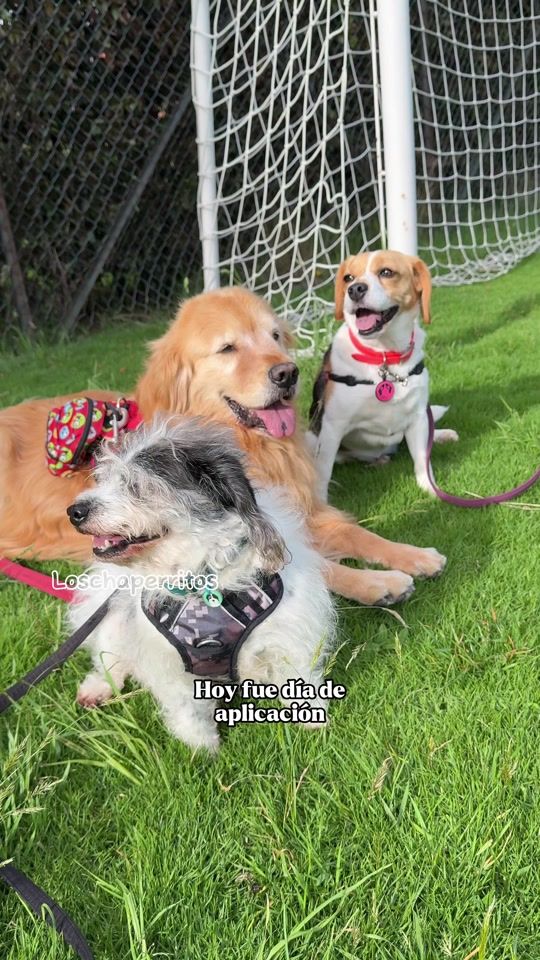 TikTok video thumbnail by loschaperritos_