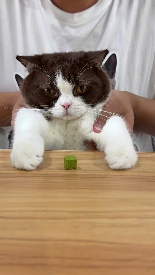 TikTok video thumbnail by decodidi.the.meow