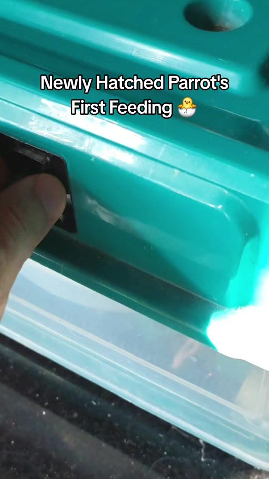 TikTok video thumbnail by mikeybustos