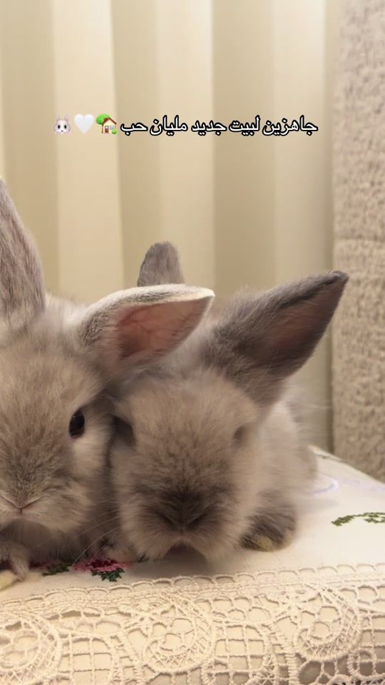 TikTok video thumbnail by rabbitqtr