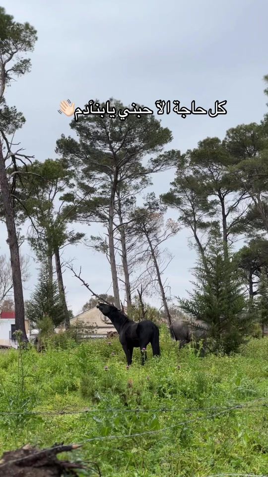 TikTok video thumbnail by hamady_alraid