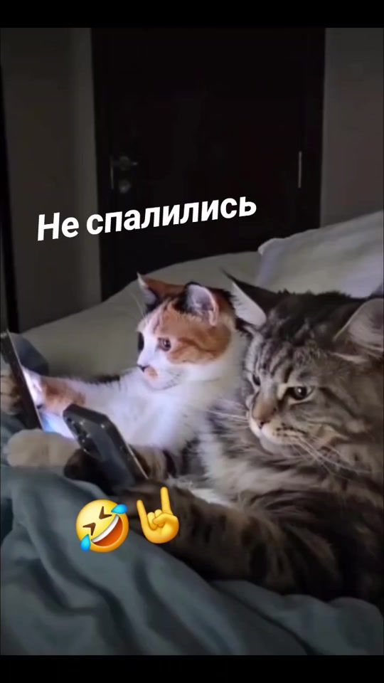TikTok video thumbnail by miran...030