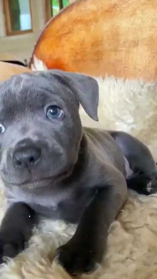 TikTok video thumbnail by les_chiens56