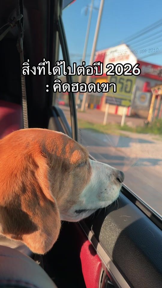 TikTok video thumbnail by leothebeagle7