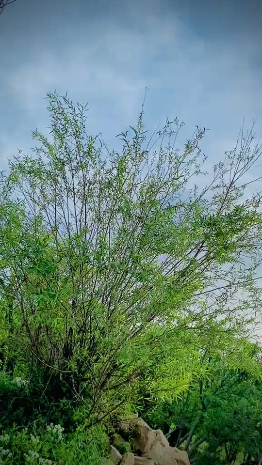 TikTok video thumbnail by chota__sk00
