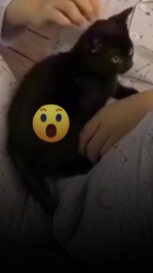 TikTok video thumbnail by farashagfiul
