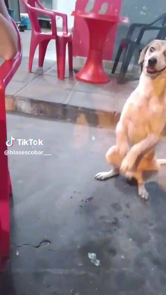 TikTok video thumbnail by veracarissimo