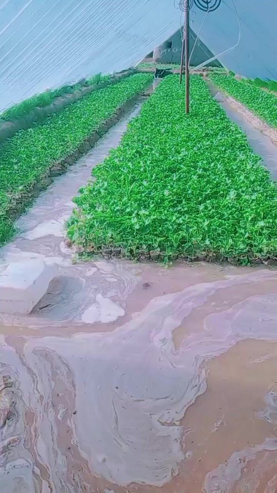 TikTok video thumbnail by ogabek.shodorov