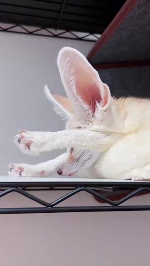 TikTok video thumbnail by fennecfox_maron