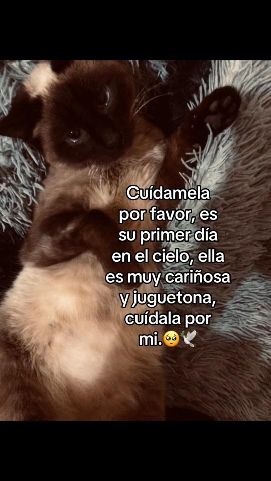TikTok video thumbnail by pammconpalta2