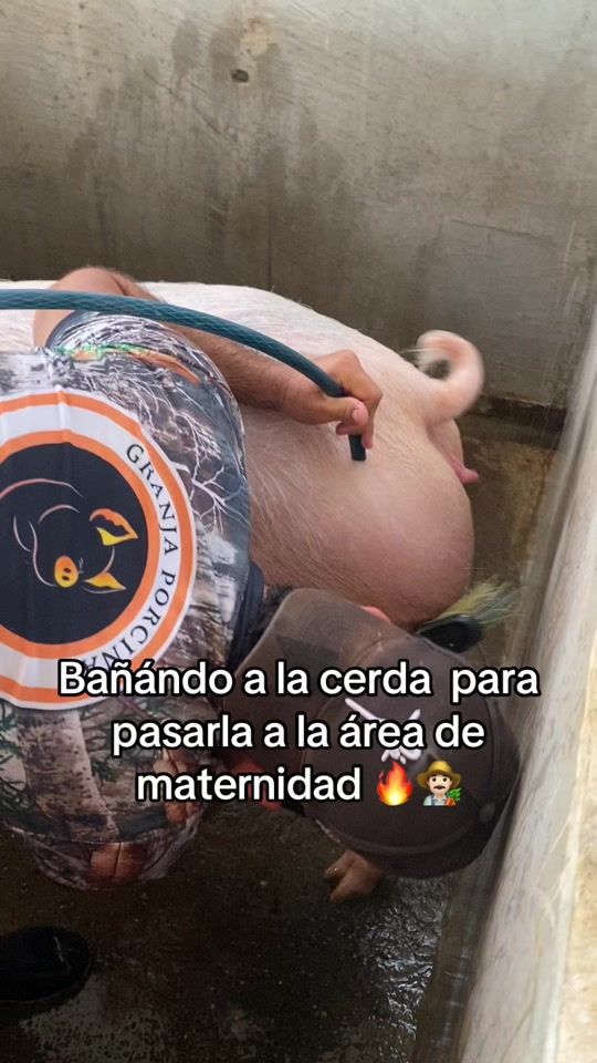 TikTok video thumbnail by porky_ranch